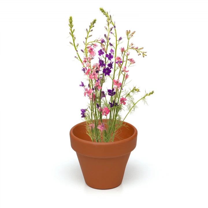 Mini Box Seed Kit