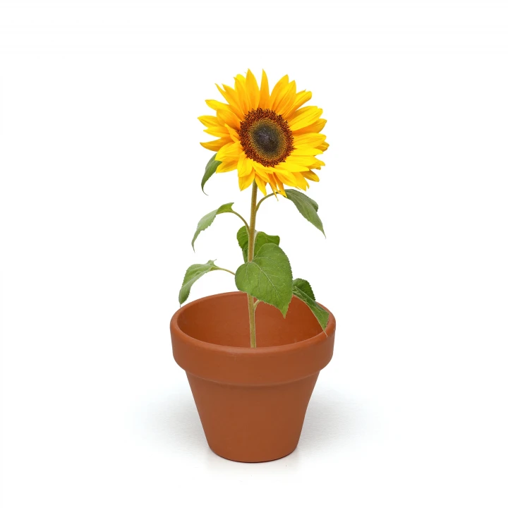 3-in-1 Garden Trio